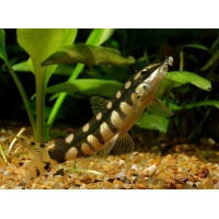 Botia Sidthimunki 2-3cm Botia Sidthimunki 2-3cm
